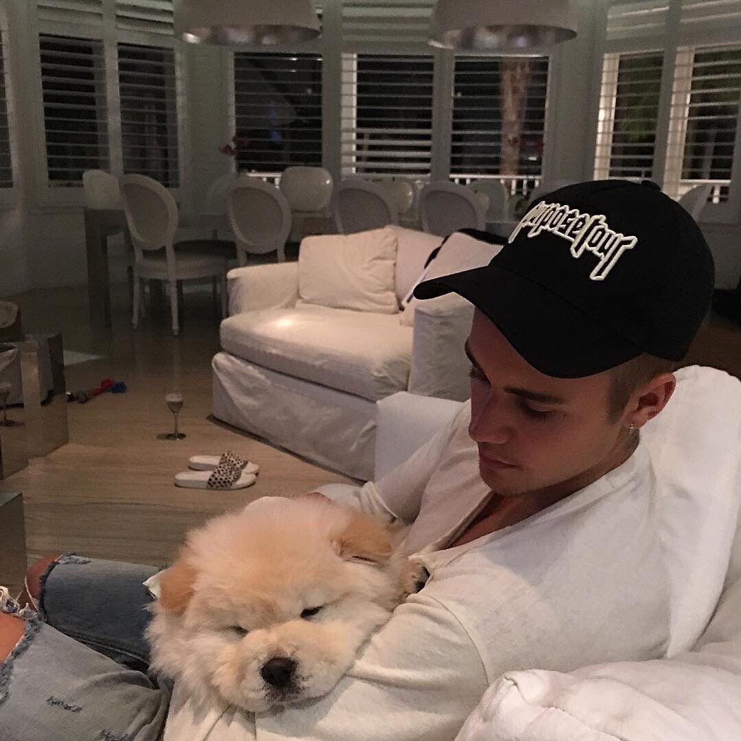 Iflyer 突如インスタのアカウントを削除したjustin Bieber しかし 愛犬toddのインスタを始動