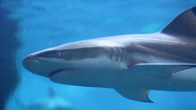 最大 の 事故 ホオジロザメ 愛媛県松山市沖のホホジロザメによる死亡事故, および日本におけるサメ被害