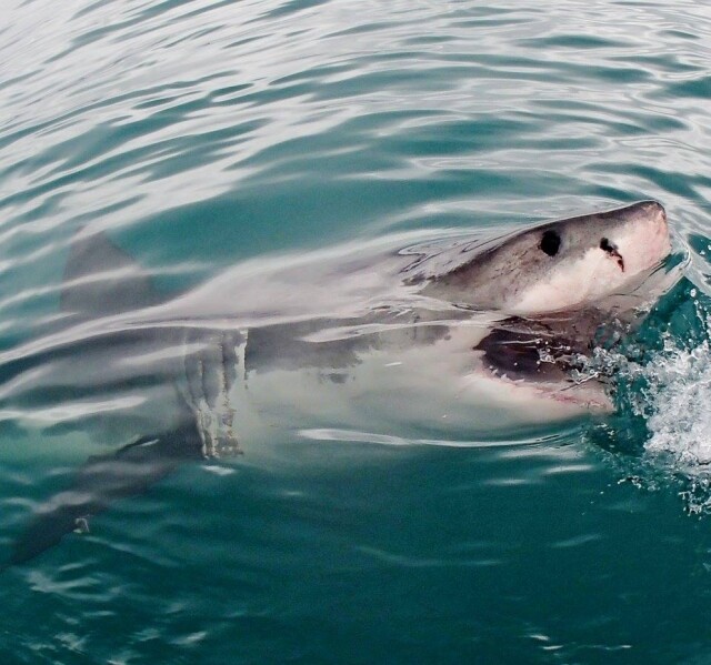 人食いザメ 巨大ホオジロザメに襲われたオーストラリアのサーファー サーフボードをサメの口に押し込み顔面をパンチして助かる Iflyer