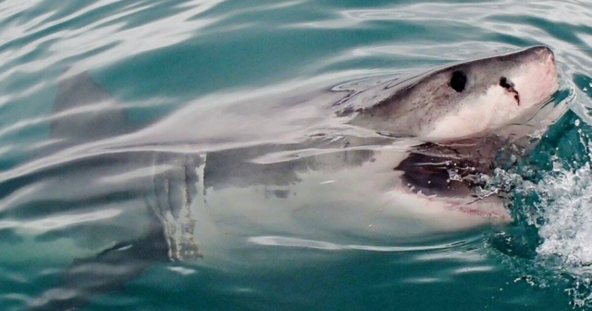 Iflyer 人食いザメ 巨大ホオジロザメに襲われたオーストラリアのサーファー サーフボードをサメの口に押し込み顔面をパンチして助かる
