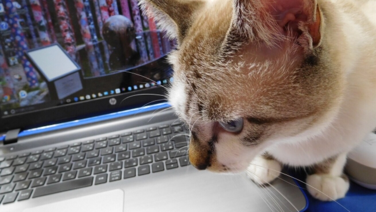 iFLYER: 「テレワークを猫に邪魔されて困る！」という愛猫家必見！ DJ 